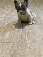 Johnny , a male French Bulldog for sale in Shirley, AR – 3 of 3
