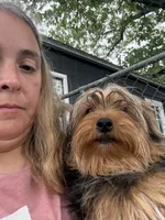 Tripper, a male Yorkshire Terrier for sale in Shirley, AR – 3 of 3
