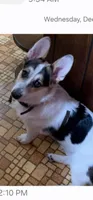 Toby and sissy, a female Cardigan Welsh Corgi for sale in Shirley, AR – Photo 1 of 2