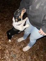 Toby and sissy, a female Cardigan Welsh Corgi for sale in Shirley, AR – Photo 2 of 2