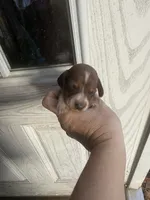 Jay, a male Miniature Dachshund for sale in Shirley, AR – 2 of 3