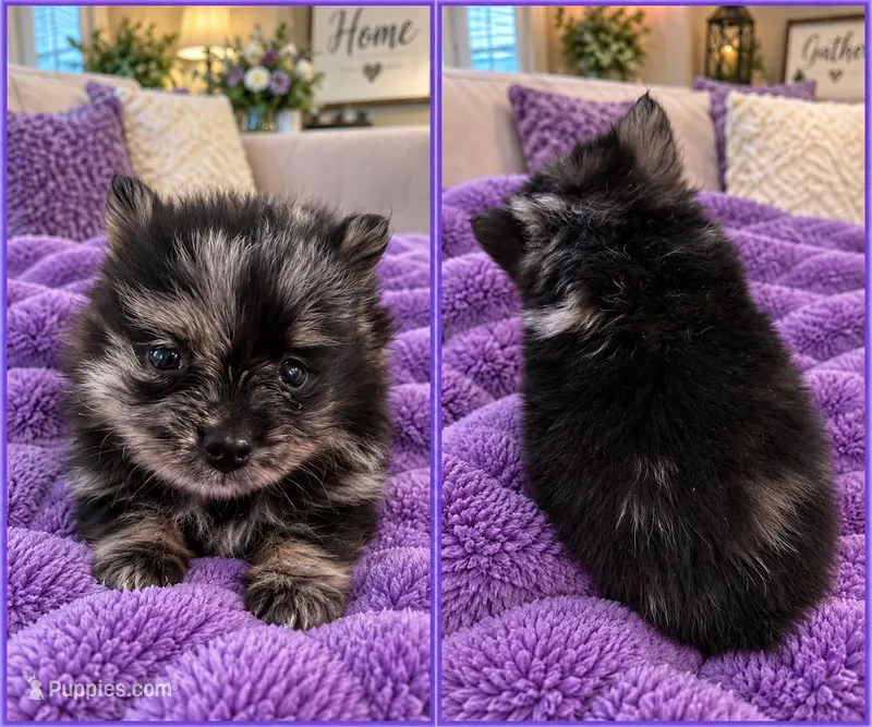 Daiquiri  – Pomeranian puppy for sale in Shirley, AR