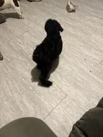 Delilah, a female Giant Schnauzer for sale in Shirley, AR – Photo 1 of 2