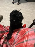 Delilah, a female Giant Schnauzer for sale in Shirley, AR – Photo 2 of 2