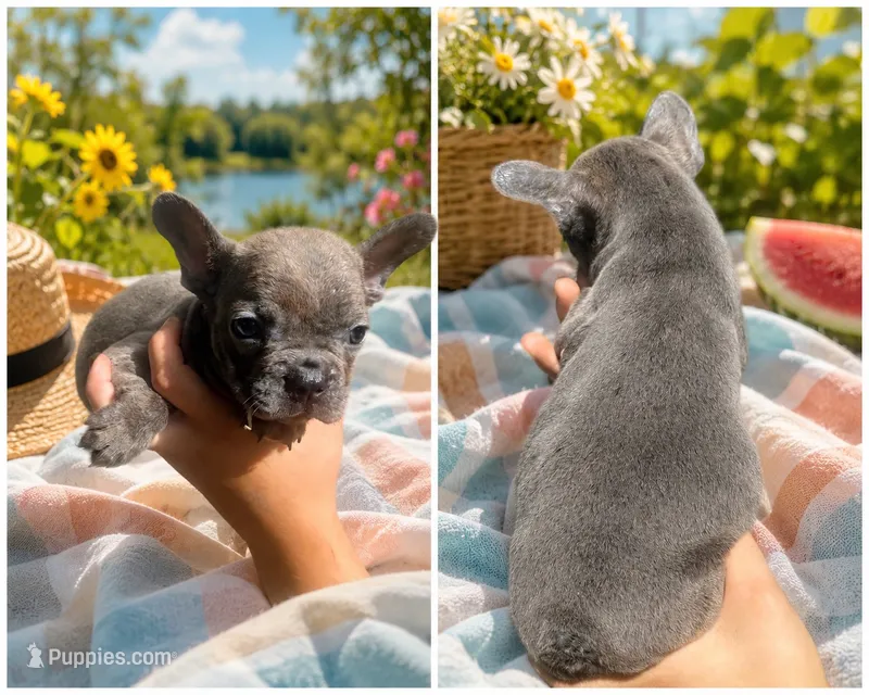 Tontos – French Bulldog puppy for sale in Shirley, AR
