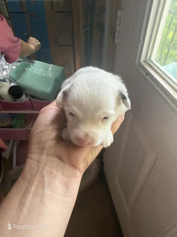 Joe – Pomapoo puppy for sale in Shirley, AR