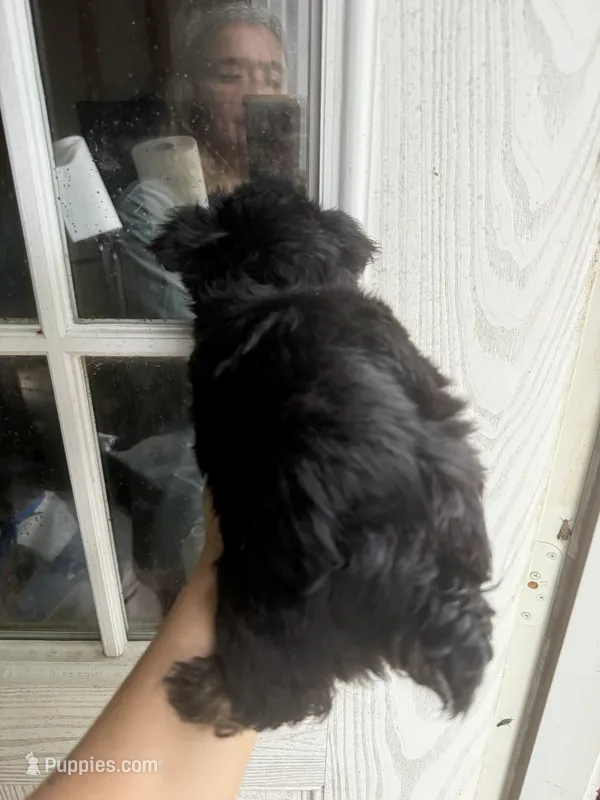 Bree – Yorkshire Terrier puppy for sale in Shirley, AR