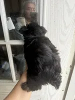 Bree, a female Yorkshire Terrier for sale in Shirley, AR – 1 of 2