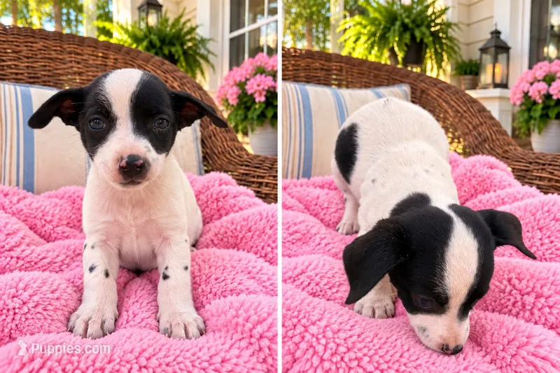 Bex – Jack Russell Terrier, Chihuahua puppy for sale in Shirley, AR