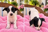 Bex, a female Jack Russell Terrier and Chihuahua for sale in Shirley, AR – 1 of 2