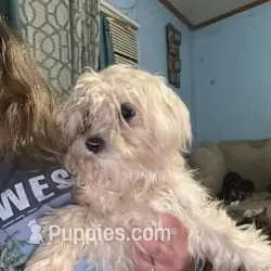 Dorie – Yorkshire Terrier, Mal Shi puppy for sale in Shirley, AR