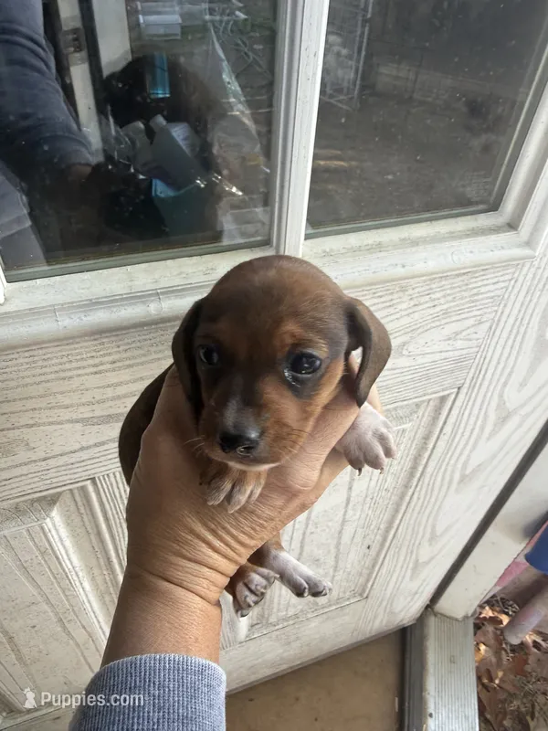 Lola  – Miniature Dachshund puppy for sale in Shirley, AR