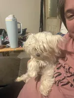 Daisie, a female Maltese for sale in Shirley, AR – Photo 2 of 2