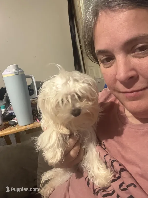 Daisie, a female Maltese for sale in Shirley, AR – Photo 1 of 2