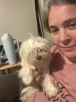 Daisie, a female Maltese for sale in Shirley, AR – Photo 1 of 2