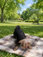 Tripper, a male Yorkshire Terrier for sale in Shirley, AR – 2 of 3