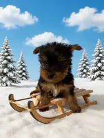 Milo, a male Yorkshire Terrier for sale in Shirley, AR – Photo 6 of 6