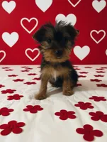 Milo, a male Yorkshire Terrier for sale in Shirley, AR – Photo 1 of 6