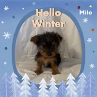 Milo, a male Yorkshire Terrier for sale in Shirley, AR – Photo 2 of 6
