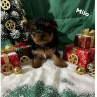 Milo, a male Yorkshire Terrier for sale in Shirley, AR – Photo 5 of 6