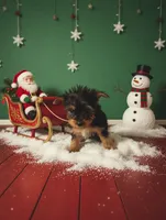 Milo, a male Yorkshire Terrier for sale in Shirley, AR – Photo 4 of 6