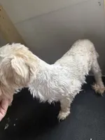 Buster , a male Poodle - Toy  and Morkie for sale in Shirley, AR – 2 of 2