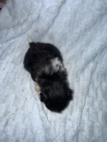 Lily, a female Pekingese and Shih Tzu for sale in Shirley, AR – 2 of 3
