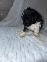 Dolly , a female Pekingese and Shih Tzu for sale in Shirley, AR – 2 of 3
