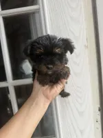 Bree, a female Yorkshire Terrier for sale in Shirley, AR – 2 of 2