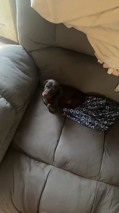 Shiloh , a female Miniature Dachshund for sale in Shirley, AR – 4 of 4