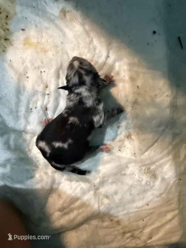 Ellis – Pomeranian puppy for sale in Shirley, AR