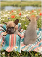 Tula , a female French Bulldog for sale in Shirley, AR – 1 of 2