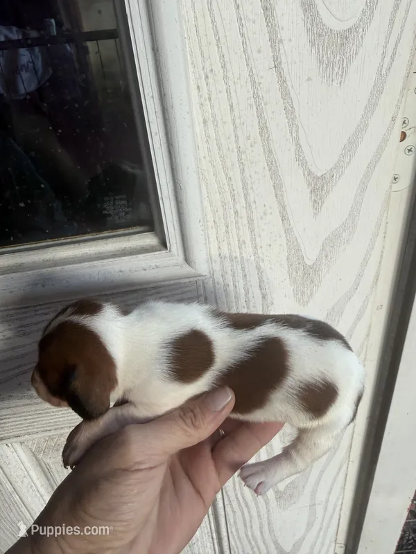 Haley – Miniature Dachshund puppy for sale in Shirley, AR
