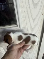 Haley, a female Miniature Dachshund for sale in Shirley, AR – 1 of 3