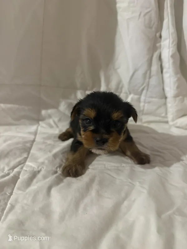 Vasco – Yorkshire Terrier puppy for sale in Shirley, AR