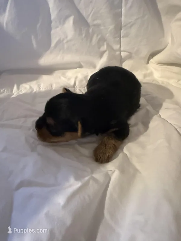 Vasco, a male Yorkshire Terrier for sale in Shirley, AR – Photo 1 of 3