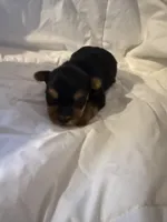 Vasco, a male Yorkshire Terrier for sale in Shirley, AR – Photo 2 of 3