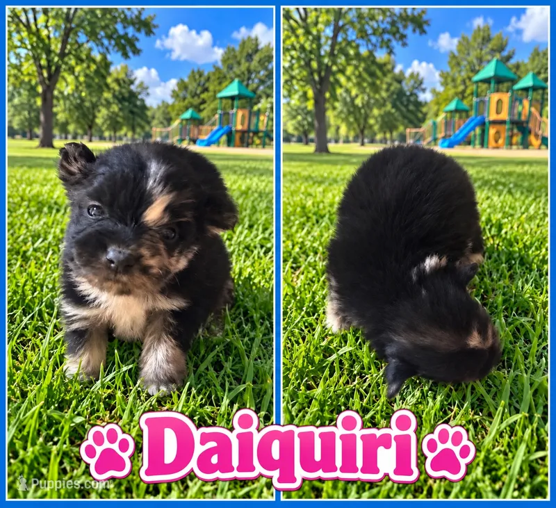Daiquiri  – Pomeranian puppy for sale in Shirley, AR