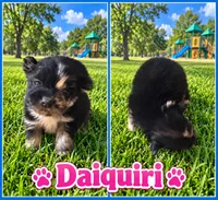 Daiquiri , a female Pomeranian for sale in Shirley, AR – 1 of 1