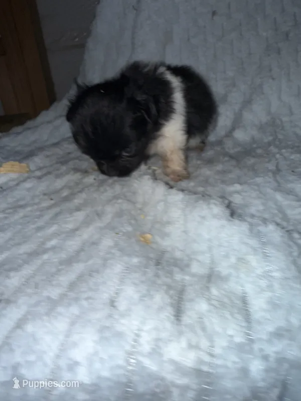 Lily – Pekingese, Shih Tzu puppy for sale in Shirley, AR