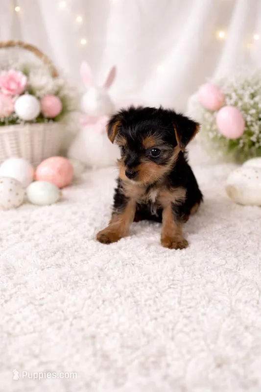 Victoria  – Yorkshire Terrier puppy for sale in Shirley, AR