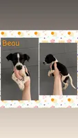 Bruno , a male Jack Russell Terrier and Chihuahua for sale in Shirley, AR – 2 of 2
