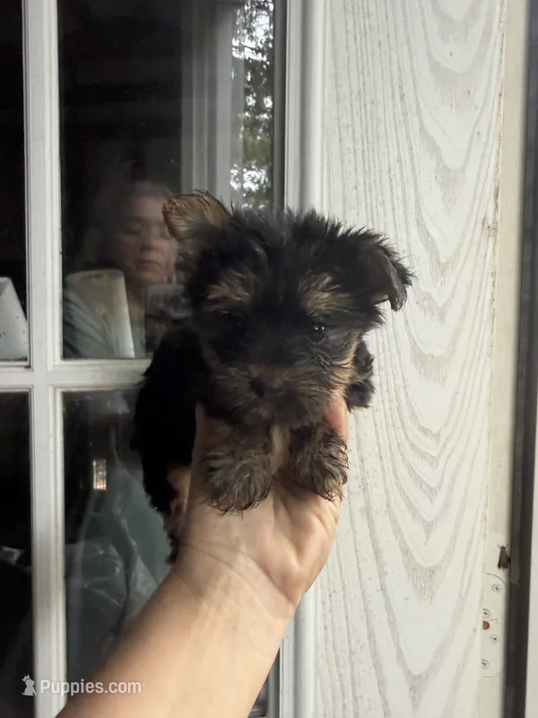 Brandy  – Yorkshire Terrier puppy for sale in Shirley, AR