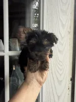 Brandy , a female Yorkshire Terrier for sale in Shirley, AR – 1 of 2
