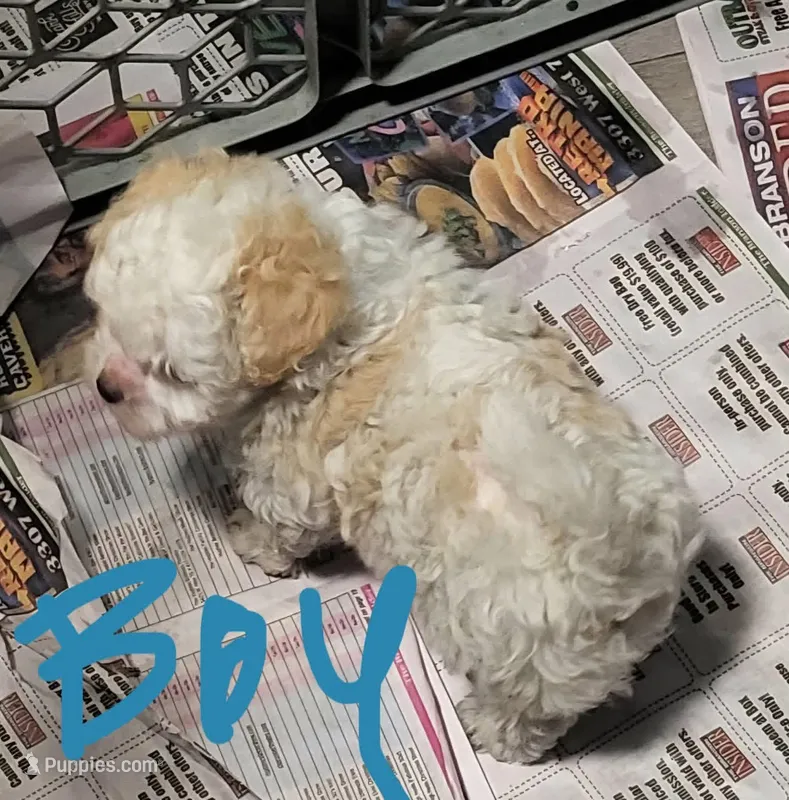 Jim  – Maltipoo, Maltese puppy for sale in Shirley, AR