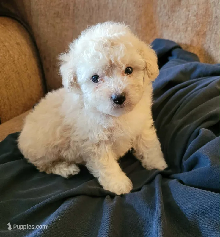 Zoe – Poodle - Toy , Poodle - Miniature  puppy for sale in Shirley, AR
