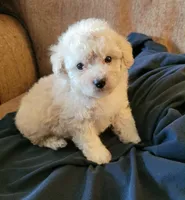 Zoe, a female Poodle - Toy  and Poodle - Miniature  for sale in Shirley, AR – 1 of 1