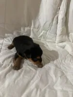 Victoria , a female Yorkshire Terrier for sale in Shirley, AR – Photo 2 of 2