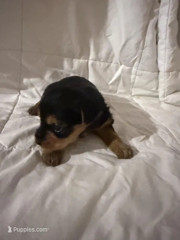 Victoria  – Yorkshire Terrier puppy for sale in Shirley, AR