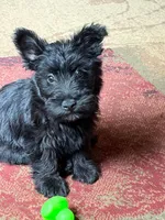Joe, a male Scottish Terrier for sale in Shirley, AR – 2 of 2